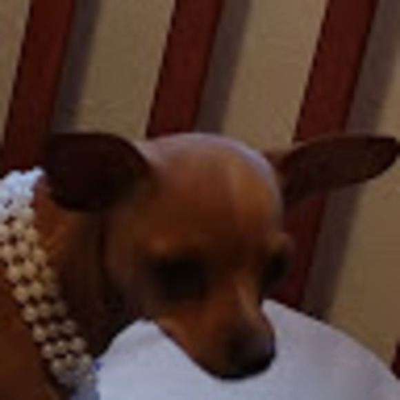 Meet your Posher, Ozzie - Picture 1 of 1